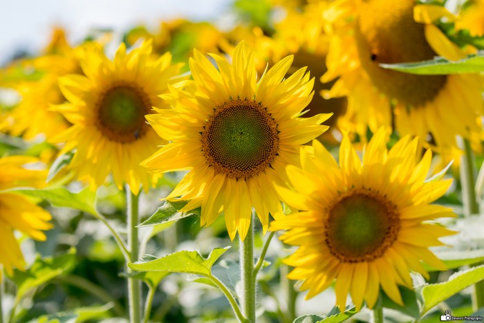 Sunflower(s)